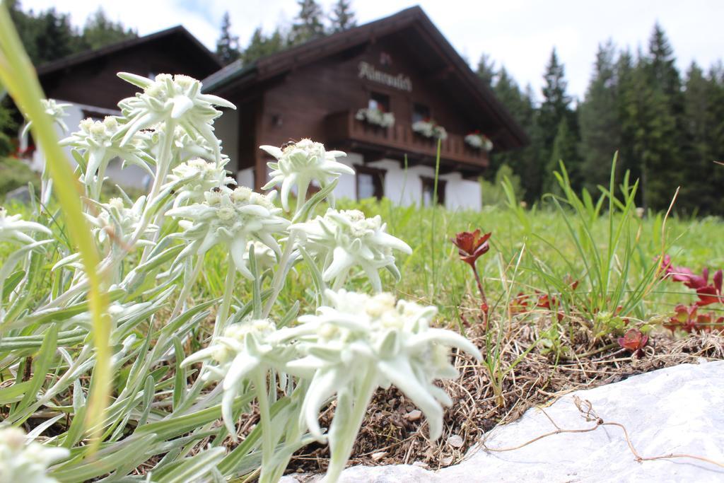 Haus Almrausch Hotel Seefeld in Tirol Exterior photo